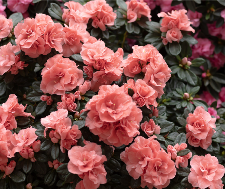 Discover Paris Beyond the Postcards