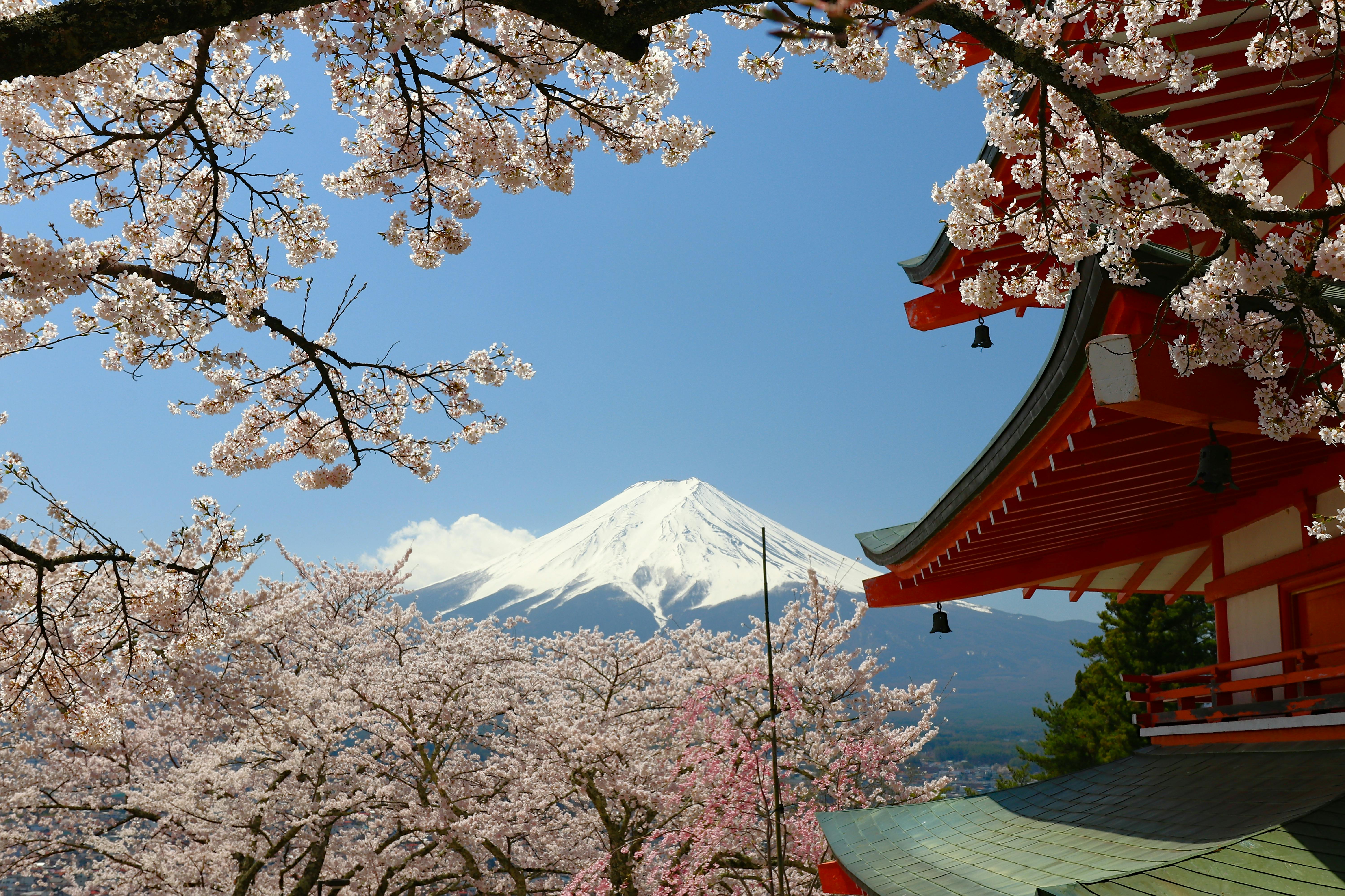 Things to Do in Japan During Sakura Season and Internal Flights