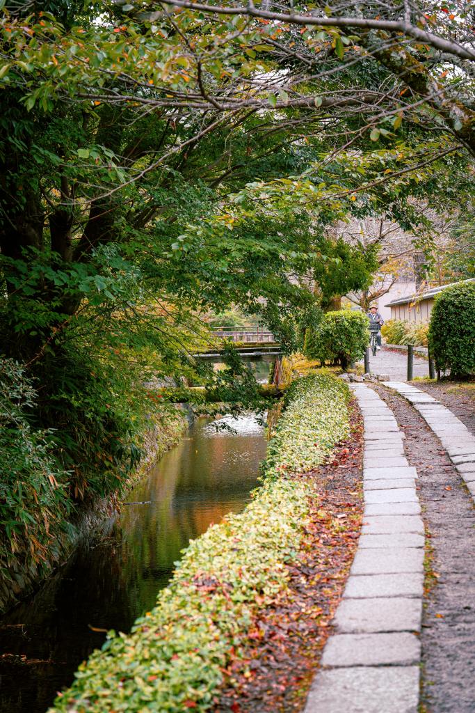 Cherry blossoms at Osaka Castle Park in Japan, with open green spaces suitable for relaxed sightseeing during dialysis travel