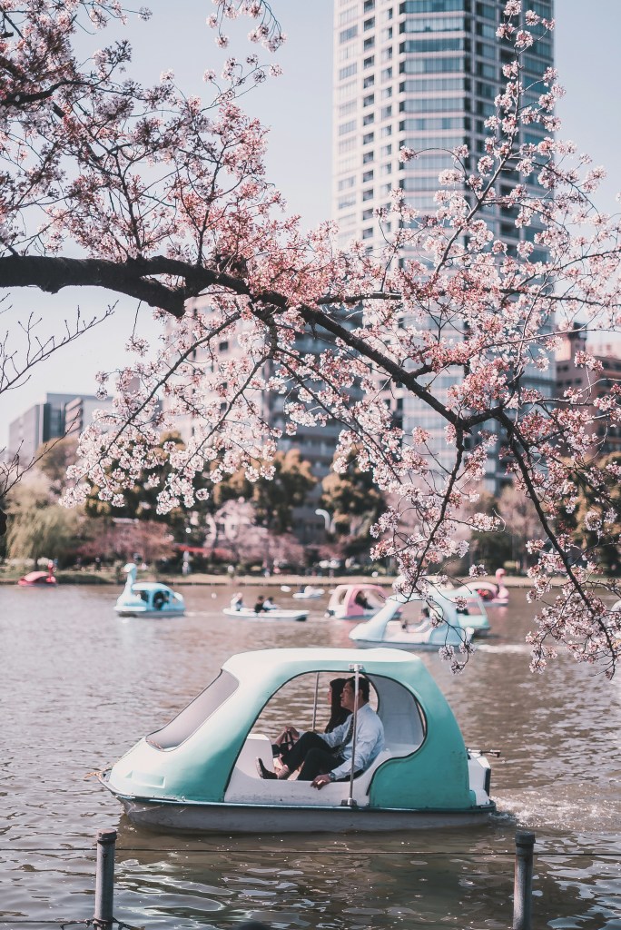 Cherry blossoms in Ueno Park in Tokyo during sakura season, a calm and accessible park for travellers visiting Japan while on dialysis