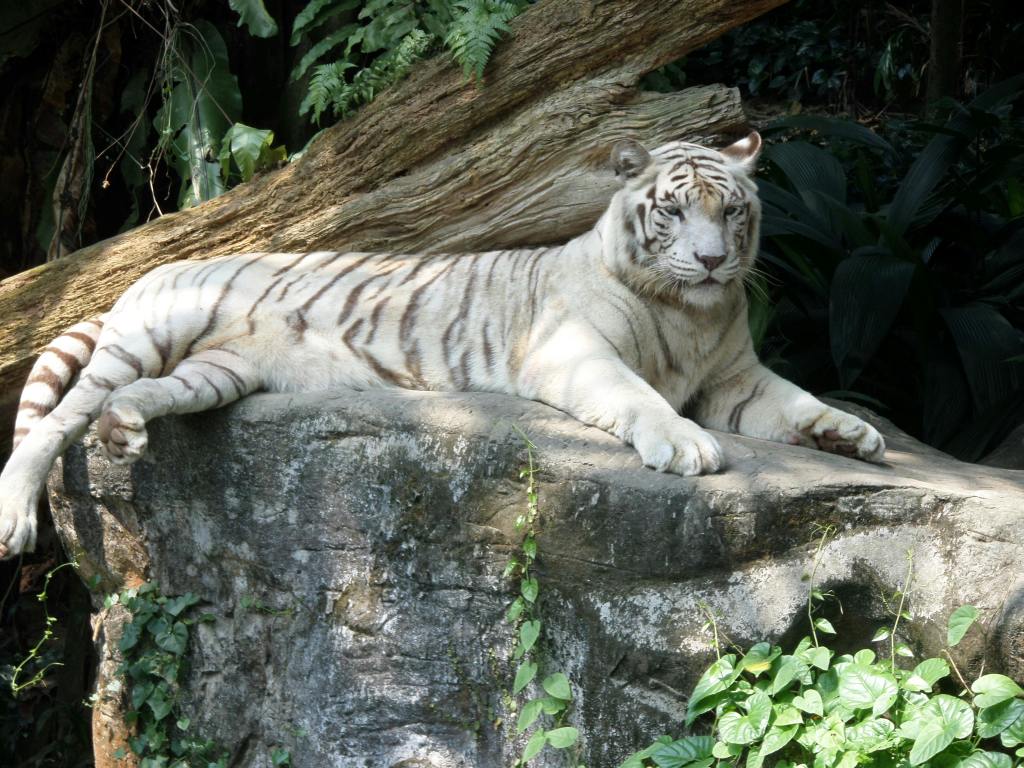 White tiger resting on a rock at Singapore Zoo surrounded by lush tropical greenery